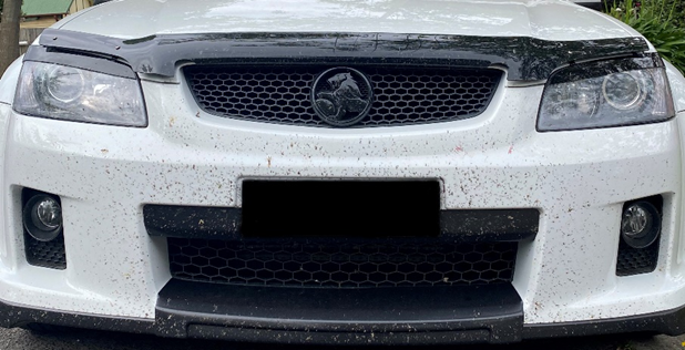 Bug and Tar Removers
